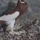 ذكر نفاخ مسوبع