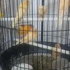 7 كناري وواحد تعبان