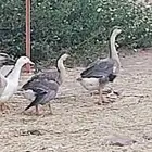 وز عراقي للبيع
