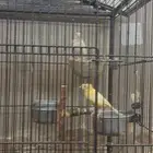 زوج كنار منتج