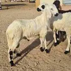 طليان سواكن تربيه في البر