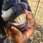 عنز حايل شحم جرم كبير