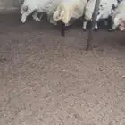 خاروف نعيمي ذكور ورخلات
