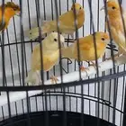 عصافير كناري