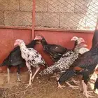 فروخ باكستاني اعمار ابعه اشهر تتم البيع