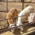 طليان سواكن تربيه في البر