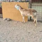 طلي سواكن فاااخر