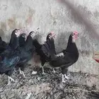 دجاج بلدي بياض