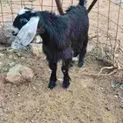تيس ثلاجة شحم ذبح و توصيل