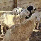 طليان حرية