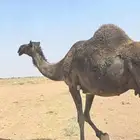 ناقه ام ثالث عشرا معه ولده له سته او سبع شهور حليب مجمعه للب