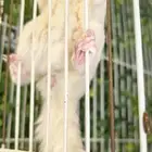 زوج السنجاب الطائر