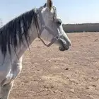 حصان عربي العمر سنتين