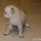 قطتين كيتن