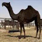 بكره مجهم نادره