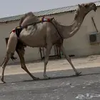 شقحا طيبه جدا خفوت وسليمه العذاريب