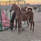 مهر فاخر