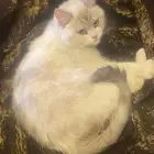 قطة ام لها 3 قطط صغار. للتبني