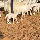 حريات متابيع ودفيع ومقرعات تم البيع