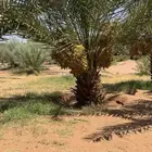 للبيع تمر انتاج هالسنه