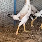 دجاجه شامو ياباني اوساكا تم البيع
