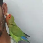 ببغاء صغير للبيع