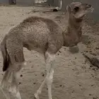 بكره ضيار