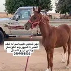 مهر