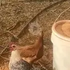 صيصان بشاير فيومي