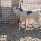 تيس