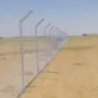 زراعه نخيل عربي ونخيل واشنطني
