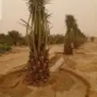 مقاول نخيل