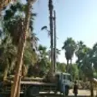 نخل واشنطني
