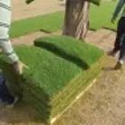 تركيب العشب الطبيعي