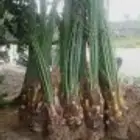 فسائل نخيل ممتازه جميع الانواع والأحجام