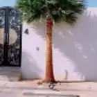 نخل واشنطني واشنطوانيا زينه للبيع