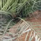 فروخ حيش فسايل للبيع