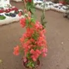 مشتل لتنسيق الحدائق و بيع الشتلات الداخليه و الخارجيه