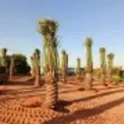 نخيل عربي وواشنطني