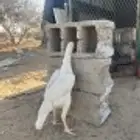 دجاج باكستاني للبيع