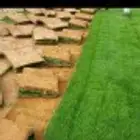 جميع انواع التنسيق طبيعي وصناعي ثيل أشجار نخيل واسعارنا جيده