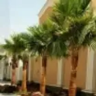نخل واشنطونياء زينة للبيع