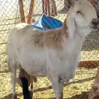 حلال