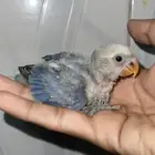 فرخ روز فايلوت شرط( تم البيع )