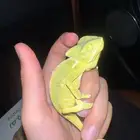 حرباء المحجبة بيع بلجمله