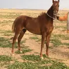 مهر