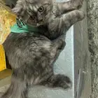 قطط تبني