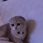 قطة سكوتش فولد العمر ثلاثة شهور