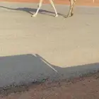 للبيع عشراء وضحاء تحتها قعود