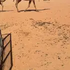 للبيع صفراء عشرا تحتها قعود